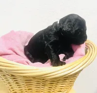 Chanel, a female Schnoodle for sale in Pleasanton, TX – Photo 6 of 10