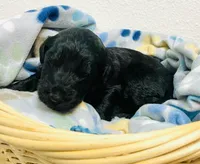 Jimmy Choo, a male Schnoodle for sale in Pleasanton, TX – Photo 6 of 7