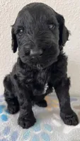 Jimmy Choo, a male Schnoodle for sale in Pleasanton, TX – Photo 2 of 7