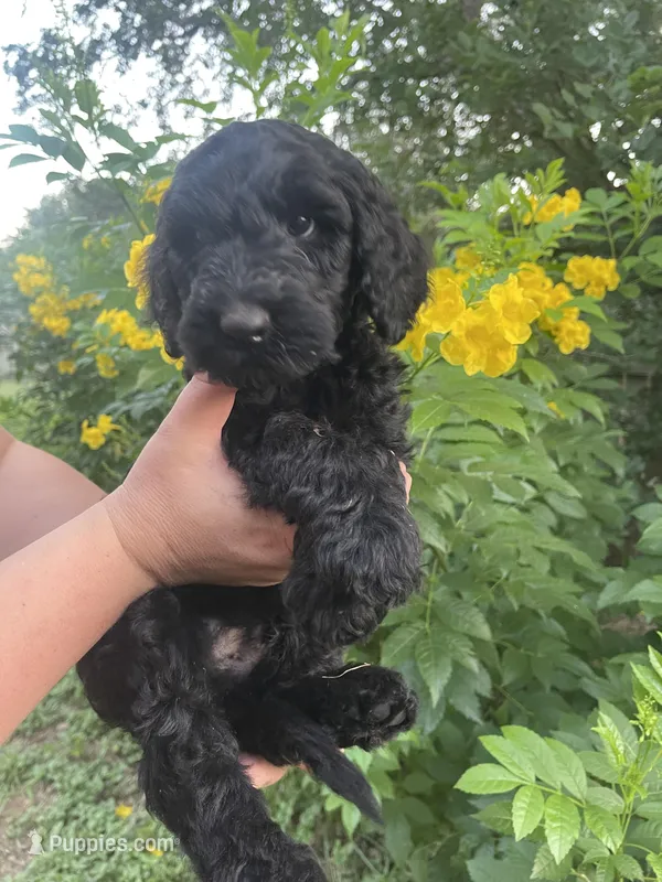 Jimmy Choo, a male Schnoodle for sale in Pleasanton, TX – Photo 1 of 7