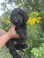 Jimmy Choo, a male Schnoodle for sale in Pleasanton, TX – Photo 1 of 7