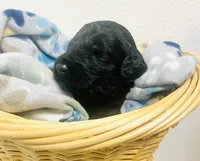 Jimmy Choo, a male Schnoodle for sale in Pleasanton, TX – Photo 3 of 7