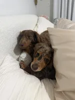Cookie, a female Miniature Dachshund for sale in Wellington, FL – 2 of 4