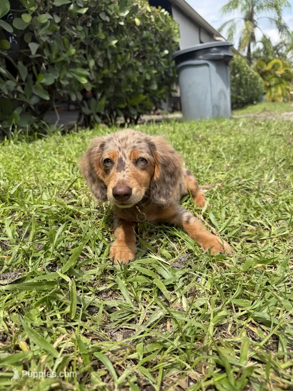 Cookie – Miniature Dachshund puppy for sale in Wellington, FL