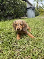 Cookie, a female Miniature Dachshund for sale in Wellington, FL – 1 of 4