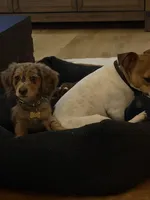 Cookie, a female Miniature Dachshund for sale in Wellington, FL – 4 of 4