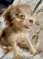 Wendy, a female Chorkie for sale in Texarkana, TX – 2 of 6