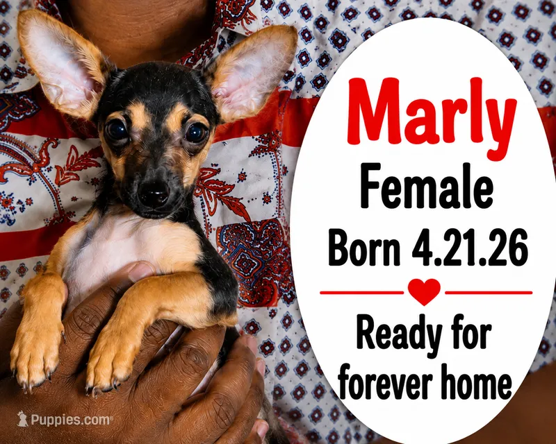 Marly – Chorkie puppy for sale in Texarkana, TX