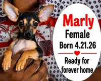 Marly, a female Chorkie for sale in Texarkana, TX – 1 of 1