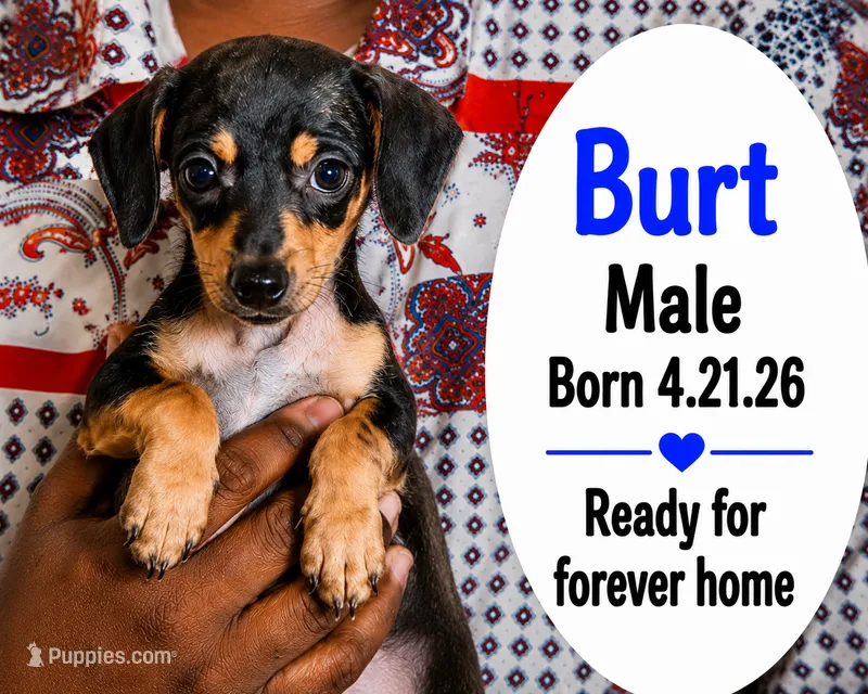 Burt – Chorkie puppy for sale in Texarkana, TX