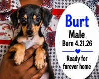 Burt, a male Chorkie for sale in Texarkana, TX – 1 of 1
