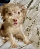 Wendy, a female Chorkie for sale in Texarkana, TX – 4 of 6