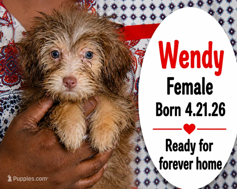 Wendy – Chorkie puppy for sale in Texarkana, TX
