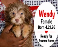 Wendy, a female Chorkie for sale in Texarkana, TX – 1 of 6