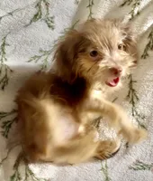 Wendy, a female Chorkie for sale in Texarkana, TX – 3 of 6