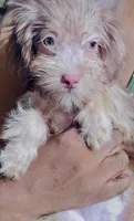 Wendy, a female Chorkie for sale in Texarkana, TX – 5 of 6