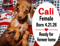 Cali, a female Chorkie for sale in Texarkana, TX – 1 of 1