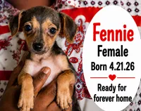 Fennie, a female Chorkie for sale in Texarkana, TX – 1 of 1