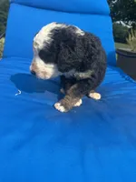 Bessy, a female Bernedoodle for sale in Chatsworth, GA – 1 of 3