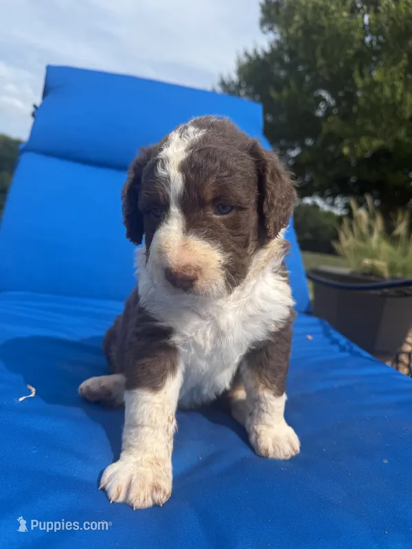 Brownie – Bernedoodle puppy for sale in Chatsworth, GA