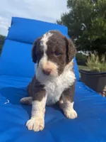 Brownie, a female Bernedoodle for sale in Chatsworth, GA – 1 of 3