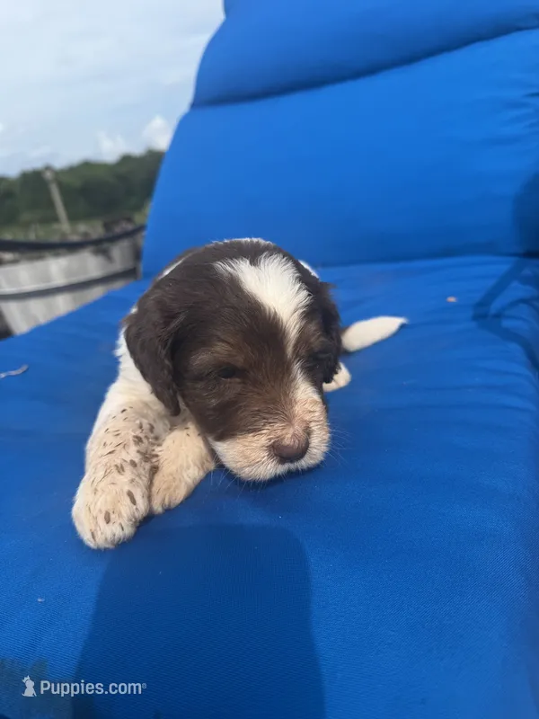 Daisy – Bernedoodle puppy for sale in Chatsworth, GA
