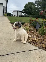 Sadie, a female Bernedoodle for sale in Chatsworth, GA – 5 of 6