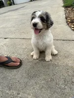Sadie, a female Bernedoodle for sale in Chatsworth, GA – 4 of 6