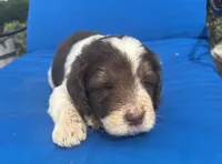 Daisy, a female Bernedoodle for sale in Chatsworth, GA – 2 of 3