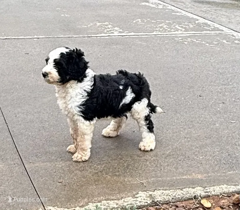 ROSCO – Bernedoodle puppy for sale in Chatsworth, GA