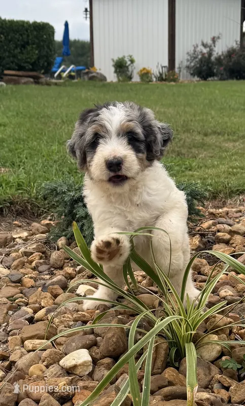 Sadie – Bernedoodle puppy for sale in Chatsworth, GA