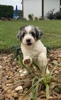 Sadie, a female Bernedoodle for sale in Chatsworth, GA – 2 of 6