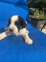 ROSCO, a male Bernedoodle for sale in Chatsworth, GA – 2 of 3