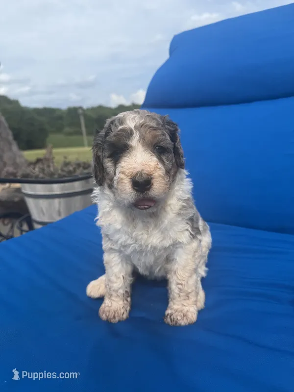 Lucy – Bernedoodle puppy for sale in Chatsworth, GA