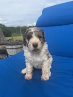 Lucy, a female Bernedoodle for sale in Chatsworth, GA – 1 of 2