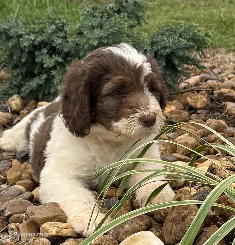 Daisy – Bernedoodle puppy for sale in Chatsworth, GA