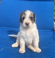 Macy, a female Bernedoodle for sale in Chatsworth, GA – 3 of 4