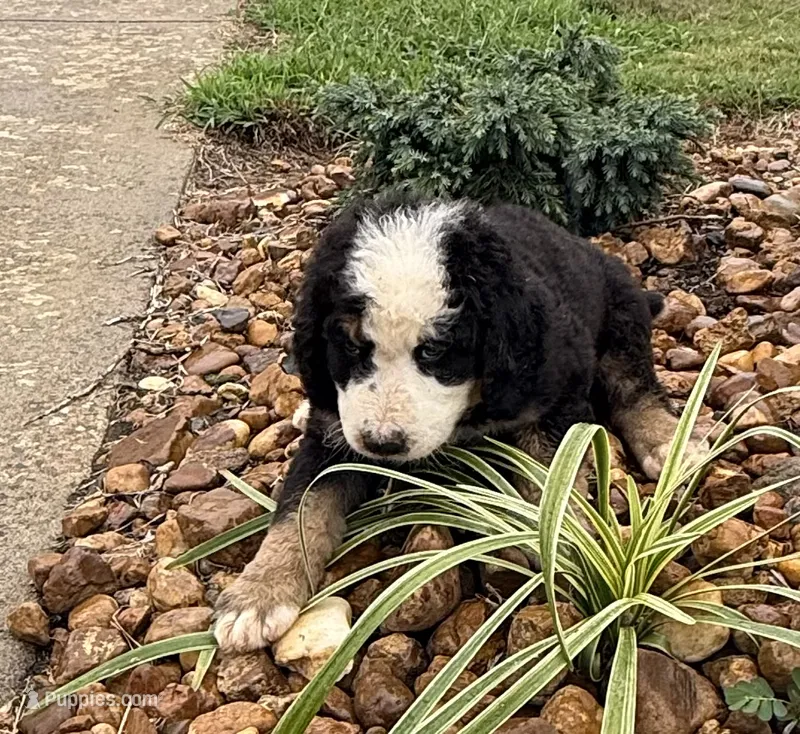 Bessy – Bernedoodle puppy for sale in Chatsworth, GA