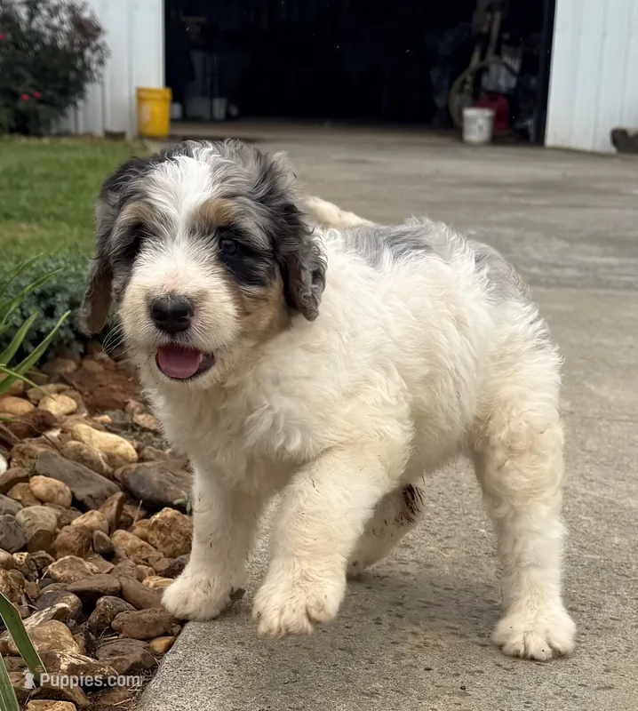 Sadie – Bernedoodle puppy for sale in Chatsworth, GA