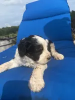 ROSCO, a male Bernedoodle for sale in Chatsworth, GA – 3 of 3