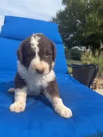 Brownie, a female Bernedoodle for sale in Chatsworth, GA – 2 of 3