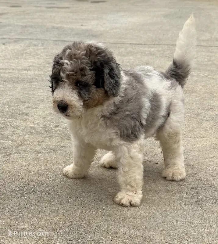 Lucy – Bernedoodle puppy for sale in Chatsworth, GA