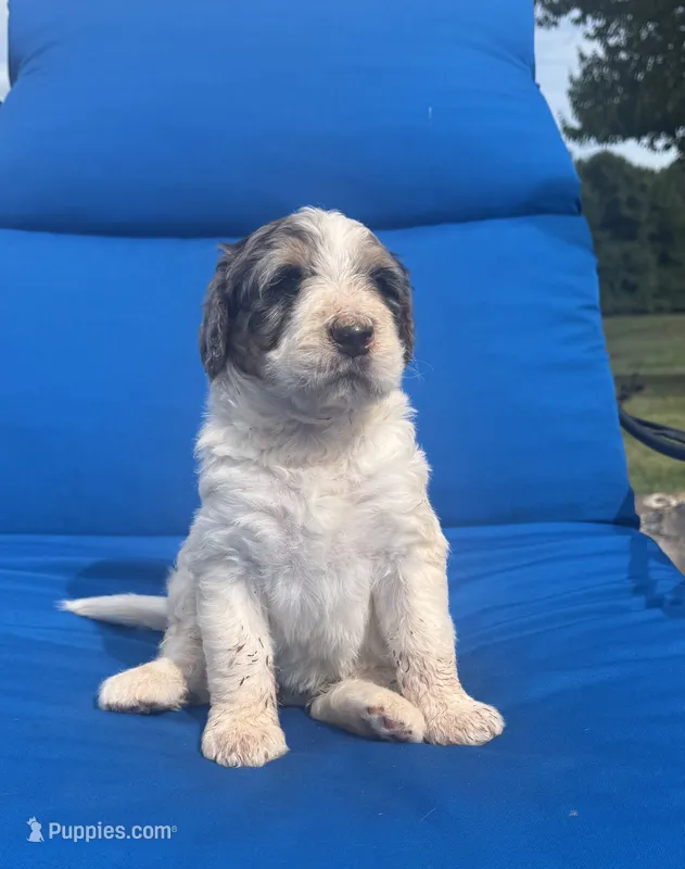 Macy – Bernedoodle puppy for sale in Chatsworth, GA