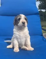 Macy, a female Bernedoodle for sale in Chatsworth, GA – 1 of 4