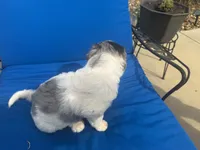 Macy, a female Bernedoodle for sale in Chatsworth, GA – 4 of 4