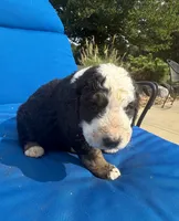 Bessy, a female Bernedoodle for sale in Chatsworth, GA – 2 of 3
