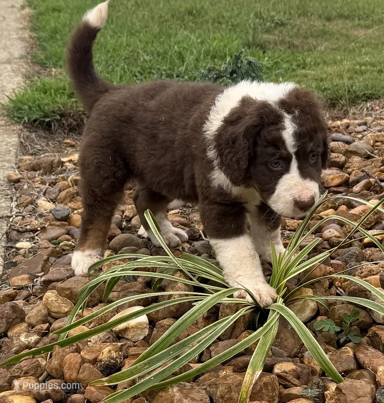Brownie – Bernedoodle puppy for sale in Chatsworth, GA