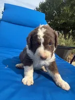 Brownie, a female Bernedoodle for sale in Chatsworth, GA – 3 of 3
