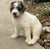 Sadie, a female Bernedoodle for sale in Chatsworth, GA – 3 of 6