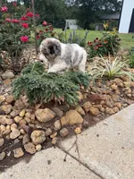 Sadie, a female Bernedoodle for sale in Chatsworth, GA – 6 of 6